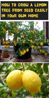 How To Grow A Lemon Tree From Seed Easily In Your Own Home Lemon Tree From Seed Plants How To Grow Lemon