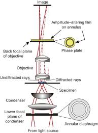 Optical Microscope An Overview Sciencedirect Topics