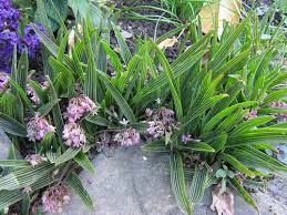 Image result for Ledebouria cooperi