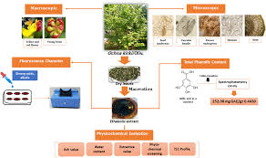 Image result for Ochna macrocalyx