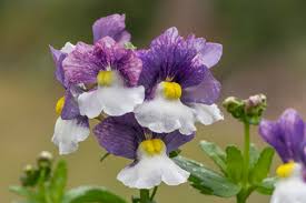 Image result for Nemesia zimbabwensis