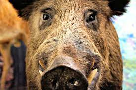 The Story Behind The Real Razorbacks Only In Arkansas