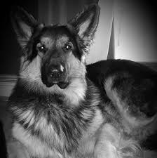 Imagine a shepherd without the hip and joint problems the breed tragically suffers from. Jnl Pocono Shiloh Shepherds Home Facebook