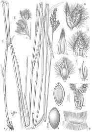 Image result for Panicum heterostachyum