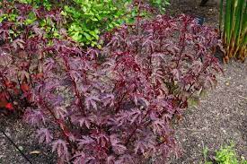 Harvest during the coolest part of the day once the foliage is mature and leathery and the tips are no longer floppy. Mahogany Splendor Red Leaf Hibiscus Hibiscus Acetosella Mahogany Splendor North Shore Plant Club