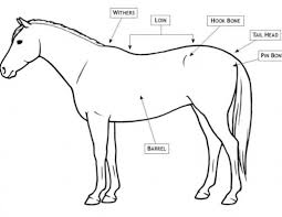 Body Condition Scores For Horses Horse Journals