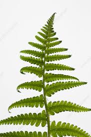 Image result for Dryopteris