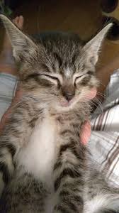 At second chance pet rescue, we operate solely on private donations. Second Chance Pet Rescue Grove Oklahoma The W Guide