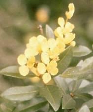 Image result for Acridocarpus natalitius