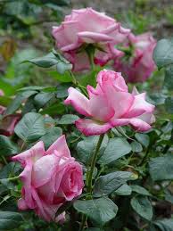 Hybrid Tea Rose Rosa Silver Lining U K 1958 Hybridtearoses Hybrid Tea Roses Beautiful Rose Flowers Rose Flower