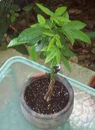 The jade plant is commonly known as a money tree in feng shui because of its round leaves which is a symbol of good fortune. Plantfiles Pictures Pachira Species French Peanut Guiana Chestnut Malabar Chestnut Money Tree Saba Nut Pachira Aquatica By Islandjim
