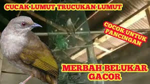 Scopri ricette, idee per la casa, consigli di stile e altre idee da provare. Cucak Lumut Gacor Untuk Pancingan Merbah Belukar Trucukan Lumut Youtube