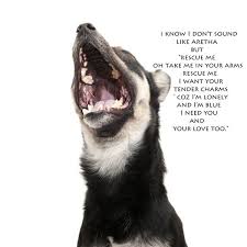 Pin By Nickie Lu On Funniness Shelter Dogs Dogs Help Homeless Pets