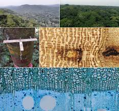 Image result for Strombosiopsis tetrandra