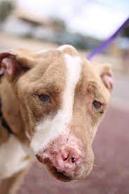 Tc puppy rescue mission (shelter #1179443) x coconino county tuba city, az 86045 map it. Little Lotus Rescue Sanctuary