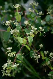 Image result for Helinus