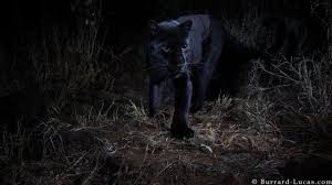 We did not find results for: Sangat Langka Black Panther Alias Macan Kumbang Untuk Pertama Kalinya Tertangkap Kamera Dalam 100 Tahun Bbc News Indonesia