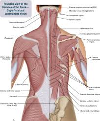 Organs exist in most multicellular organisms, including not only humans and other animals but also plants. 8 Muscles Of The Spine And Rib Cage Musculoskeletal Key 1010x1221 Jpeg Body Anatomy Body Muscle Anatomy Lower Back Muscles Anatomy