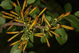 Image result for Agelanthus