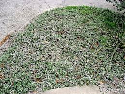 Image result for Stemodia serrata