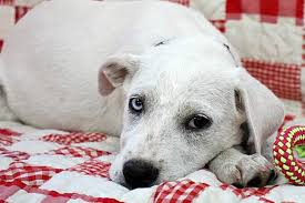 See what we're doing to keep you, your pets, and our teams safe. Pet Of The Week Amazing Mika Reston Now