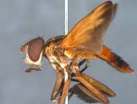 Image result for Terminalia trichopoda