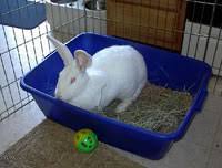 The litter box for rabbits includes several attached cage hooks as well as holes that are designed to hold the litter tray securely inside the cage. Litter Training Rabbits