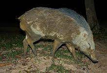 However, this national park is often referred to simply as taman negara. Taman Negara Wikipedia