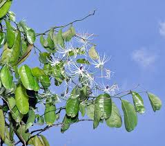 Image result for Capparis citrifolia