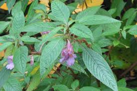 Image result for Impatiens lutzmanniae
