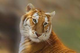 A golden tiger, golden tabby tiger or strawberry tiger is a tiger with a color variation caused by a recessive gene. A Golden Tiger Golden Tabby Tiger Or Strawberry Tiger Is One With An Extremely Rare Color Variation Caused By A Recessive Gene That Is Currently Only Found In