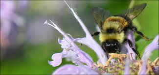 In tasmania, they (bombus terrestris) are considered an invasive bee. Usfws Rusty Patched Bumble Bee Fact Sheet