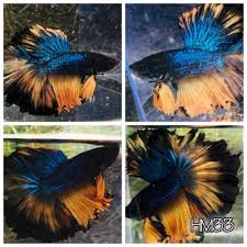 Betta splendens weibchen aus thailand importiert. Gorgeous Paradise Male Blue Yellow Black Halfmoon Live Betta Fish Betta Fish Betta Blue Yellow