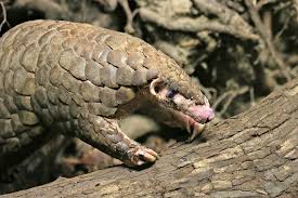 They range in size from a large housecat to more than four. The Chinese Pangolin Is Waiting For You At Zoo Leipzig