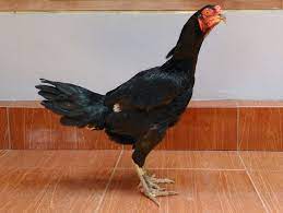 Memilih Ayam Betina Berkualitas Ayam Juara Ayam Betina Ayam Babon