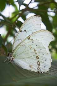 Pin De Ester En Naturaleza Animales Invertebrados Mariposas Animales