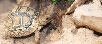 From wikimedia commons, the free media repository. Steckbrief Der Pantherschildkrote Stigmochelys Pardalis