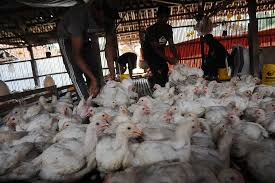 Industri peternakan ayam di malaysia. Peternak Ayam Kencangkan Ikat Pinggang