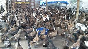 Check spelling or type a new query. Mengenal Potensi Bebek Peking Jawa Timur