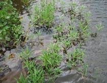 Image result for Persicaria senegalensis