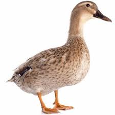 Khaki Campbell Ducks Sold In Quantities Of 10 High Level Of Egg Production Laying Approximately 325 Eggs Per Year Khaki Campbell Ducks Khaki Ducks Duck