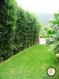 Privacy hedges allows you to enjoy all these qualities in any yard, no matter how noisy or urban the area. Tropical Iowa Garden Zone 5 Bamboo Landscape Bamboo Garden Bamboo Hedge