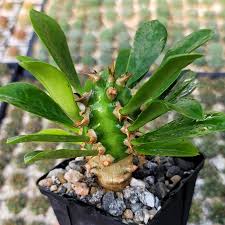 Image result for Euphorbia platycephala