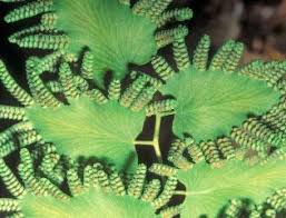 Image result for Lygodium microphyllum