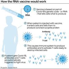 Comparatively, mrna vaccines confer several advantages over viral vectored vaccines and dna vaccines (summary in table 1). How Does The Pfizer Vaccine Work Itv News