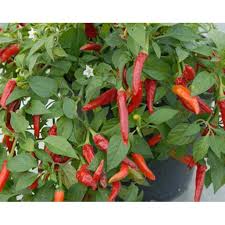 See more ideas about pepper plants, hot peppers plants, stuffed hot peppers. Super Chili Pepper Plant Two 2 Live Plants Not Seeds Each 4 7 Tall In 3 5 Inch Pots Walmart Com Walmart Com