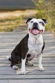 American Staffordshire Bull Terrier Black And White Pin On Great Dogs