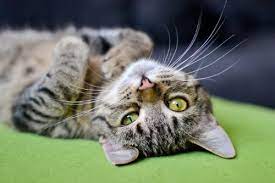 A cat's diet, exercise and genetic factors play a major role in her overall health and life span. Tabby Cats 101 Colors Lifespan Personality And Fun Facts All About Cats
