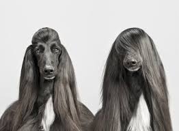 Canio Dog Portraits 10 600x440 Jpg 600 440