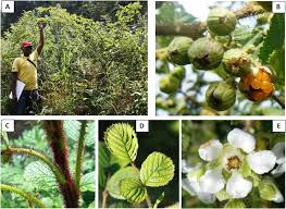 Image result for Rubus ellipticus